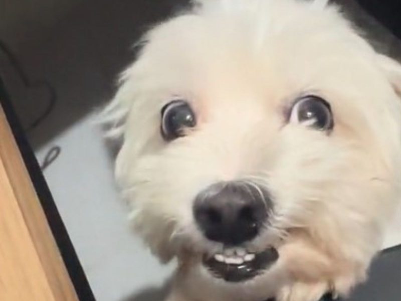 Registro do sorriso encantador do cachorro