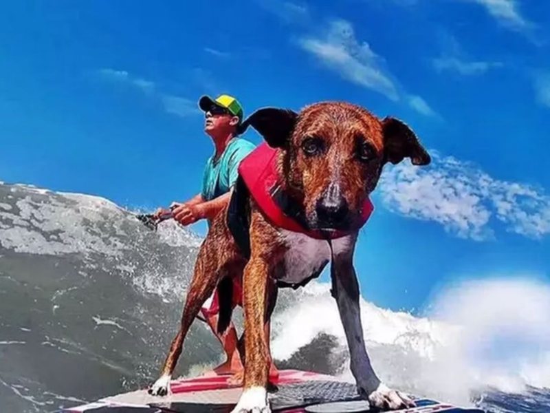 Cachorro surfista, conhecido como Parafina, e seu tutor pegando onda na praia 