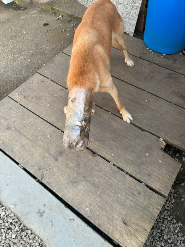 Cachorra fica com garrafa pet presa na cabeça