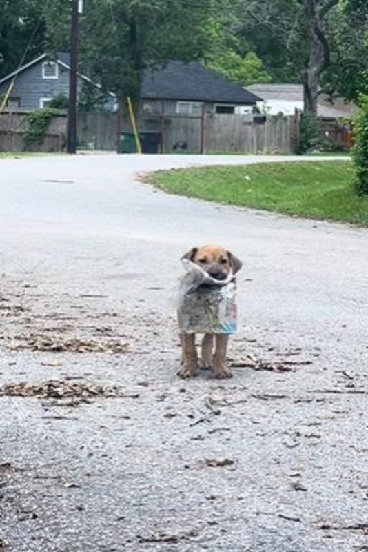 Cachorro vadio chamada bingo viralizou na redes sociais e alcança mais de 140 mil visualizações