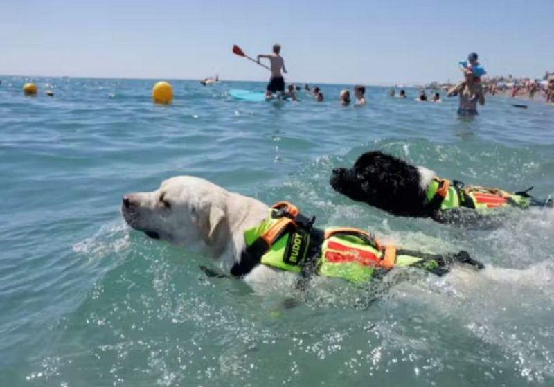 Fotografia mostra os cachorros treinados para serem salva-vidas em praia da Espanha