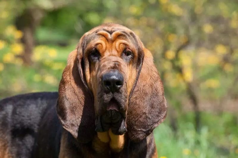 Cão-de-santo-humberto olhando para a câmera com uma paisagem de árvores de fundo