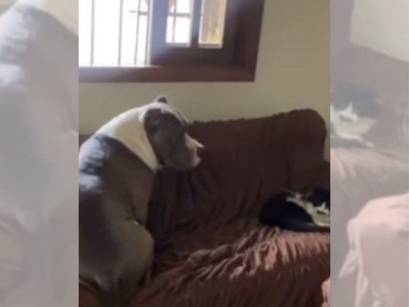 cachorro musculoso, um american bully cinza com branco, tem medo do gato com quem divide o lar e que está sentado do seu local preferido do sofá