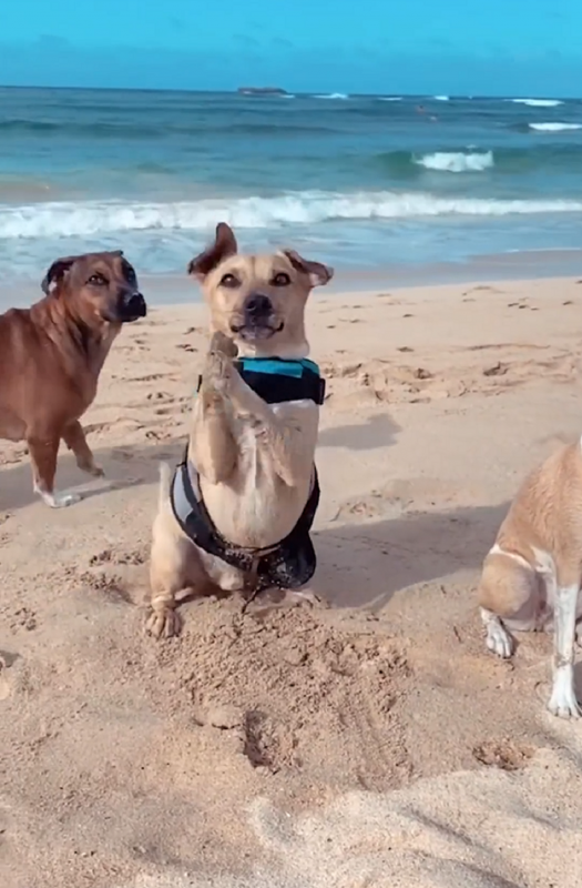 Cachorro dançando para surfar