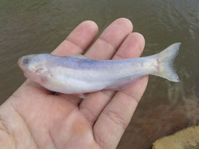 Candiru-Açu em comparação com a mão de homem