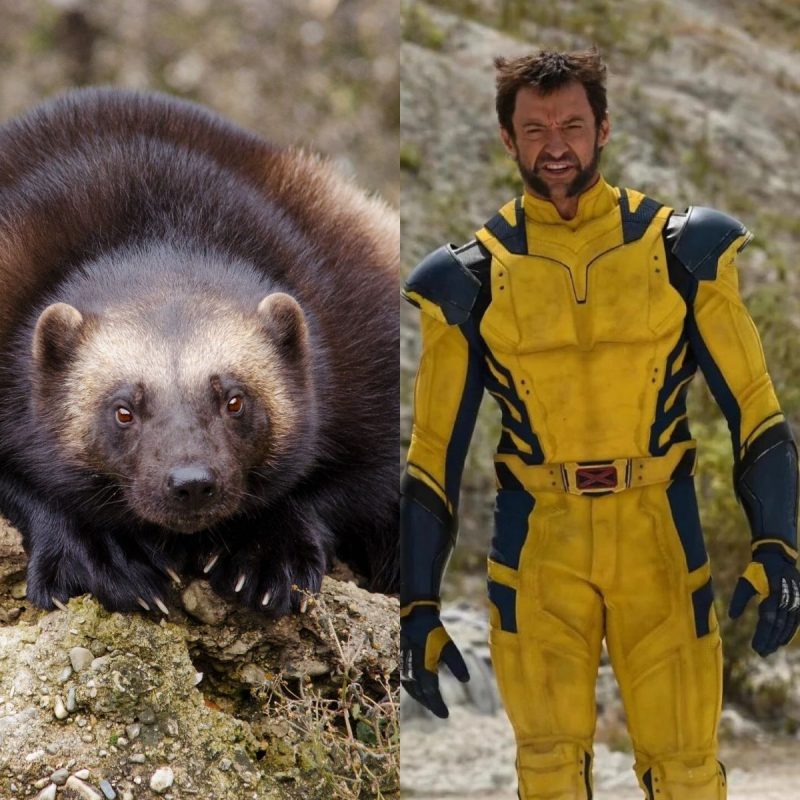 Um animal que pode ser comparado a um urso pequeno inspirou o herói Wolverine