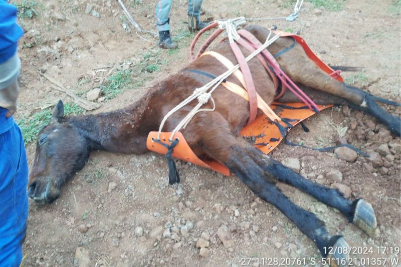 Cavalo cai em ribanceira de 10 metros e é resgatado com a ajuda de 5 bombeiros em SC