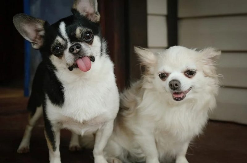 Dois Chihuahuas olhando para câmera 