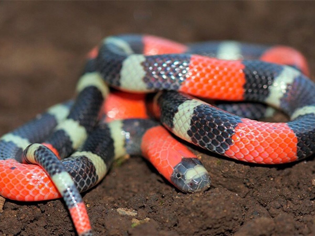 Cobra mais venenosa do Brasil invade casa e pega família de surpresa em SC