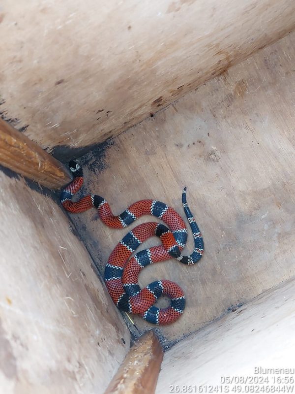 Cobra-coral-verdadeira sendo trasportada