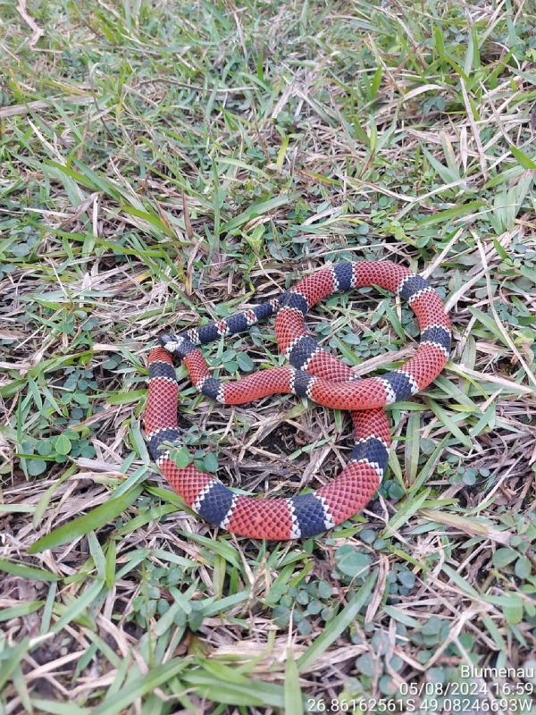 Cobra-coral-verdadeira em seu habitat natural