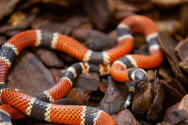 Cobra-coral-verdadeira em seu habitat natural