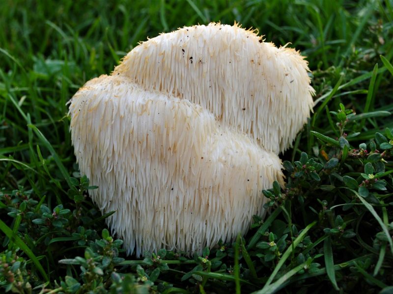 Cogumelo juba-de-leão na natureza