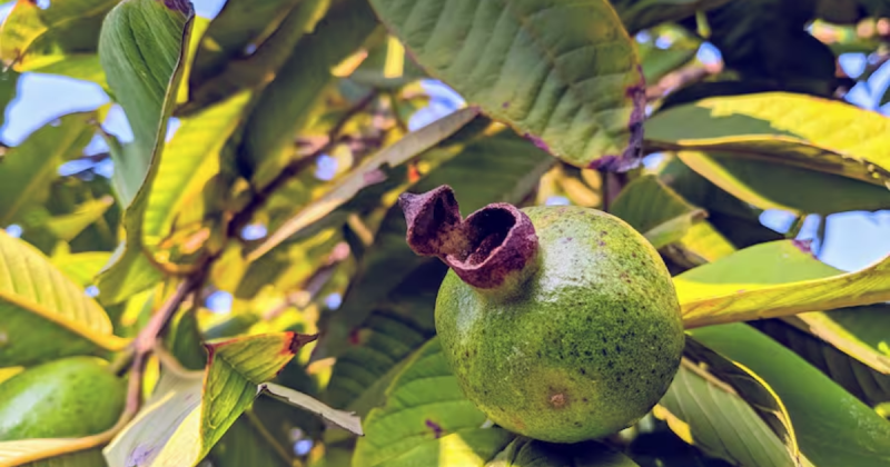 folhas de goiaba que ajudam a reduzir colesterol alto