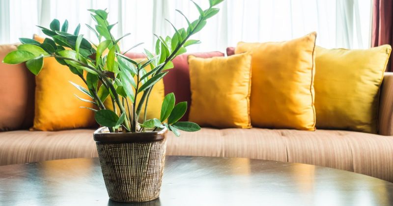 Para quem deseja aplicar cores na decora&ccedil;&atilde;o, almofadas podem ser uma &oacute;tima op&ccedil;&atilde;o – Foto: Freepick/Divulga&ccedil;&atilde;o