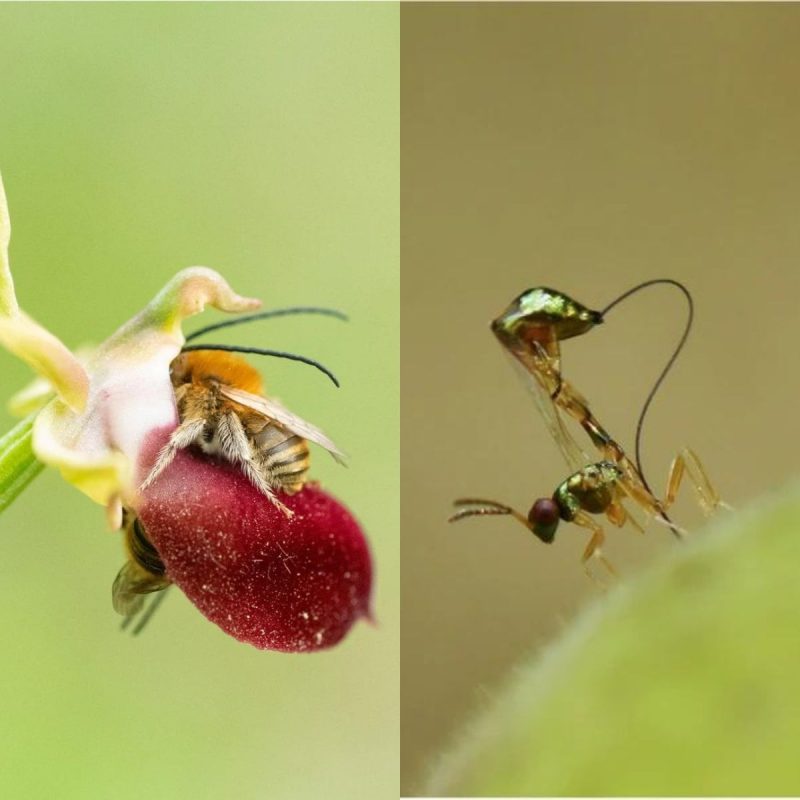 Confira as fotos vencedores de cada categoria no concurso de fotografia – Foto: Martha Charitonidou e Abhijeet Bayani
