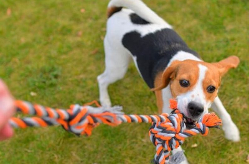 Adotar um cachorro envolve responsabilidade e amor