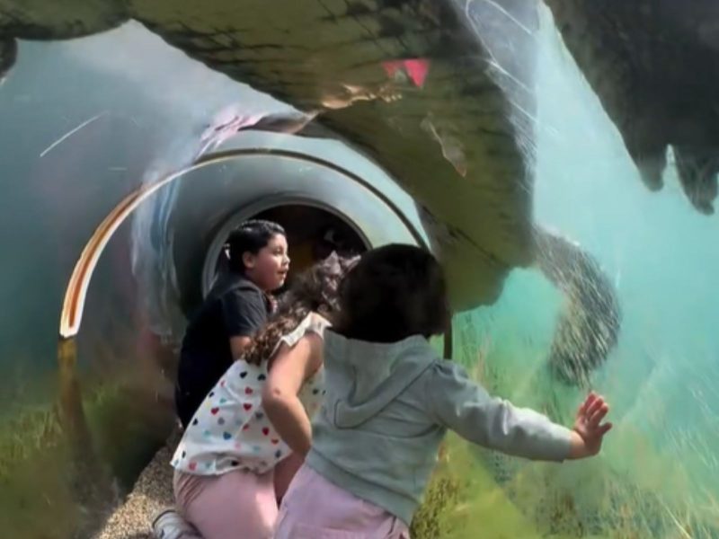 O ataque de crocodilo aconteceu em um zoológico dos EUA 