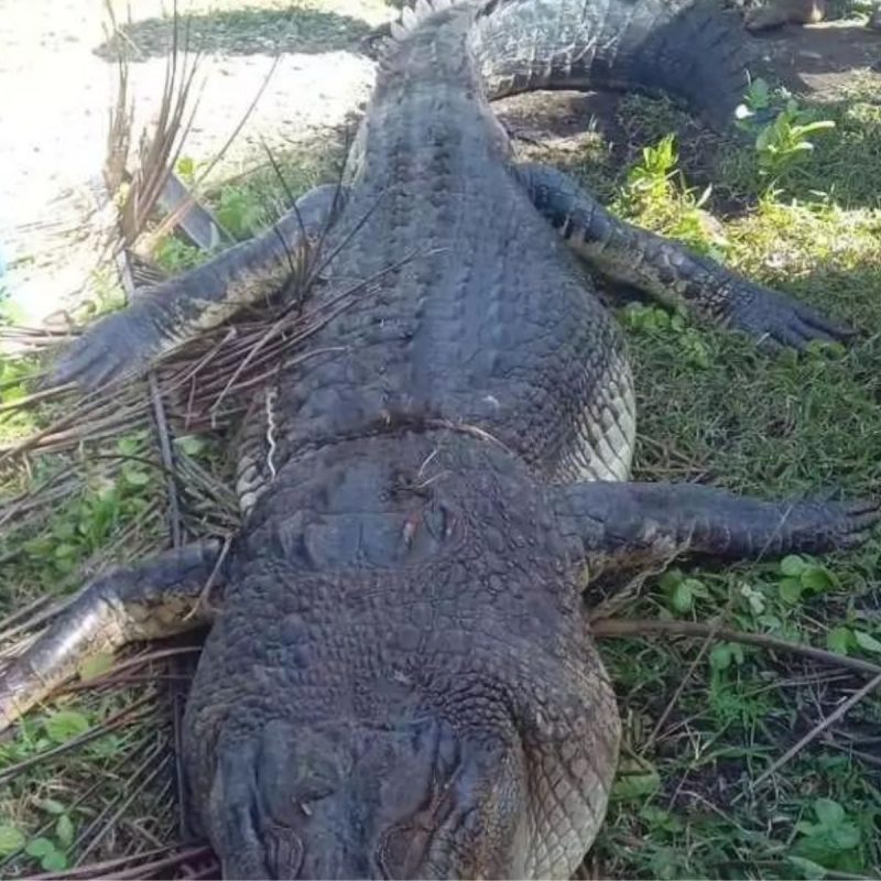 Crocodilo gigante precisou ser abatido para recuperar os restos mortais da vítima 