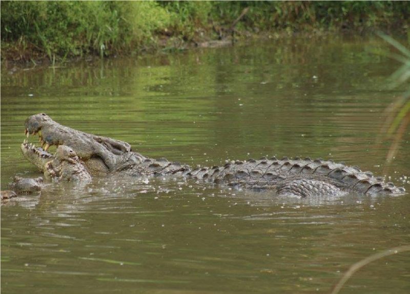 Crocodilo mais velho do mundo em lago com parceira 