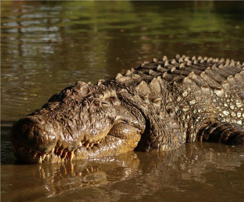 Crocodilo mais velho do mundo em lago, tomando banho de sol