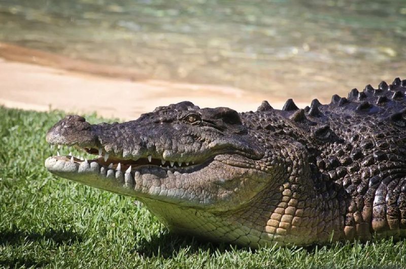 Crocodilo é um dos animais que se reproduzem sem acasalar