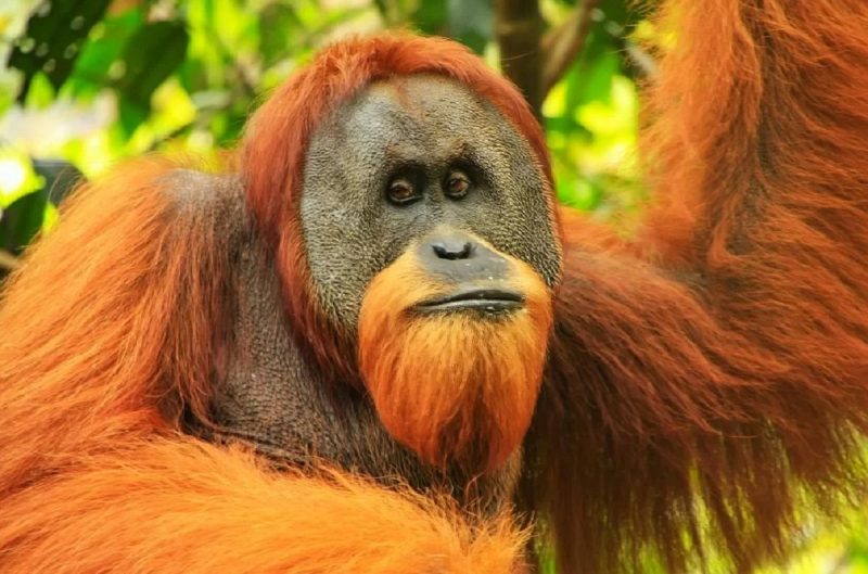 Imagem de orangotango na floresta olhando para a câmera