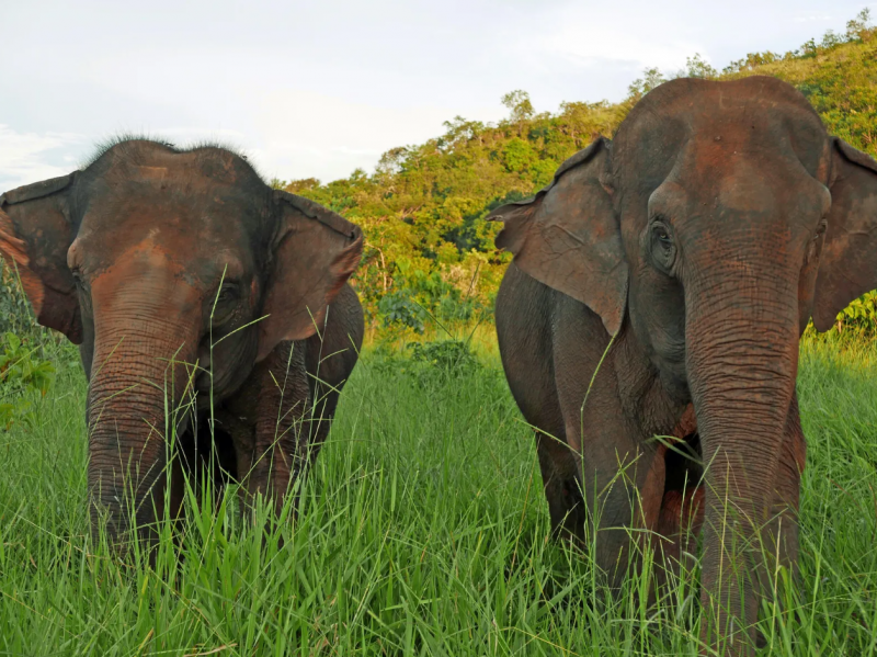 Dois elefantes na natureza 