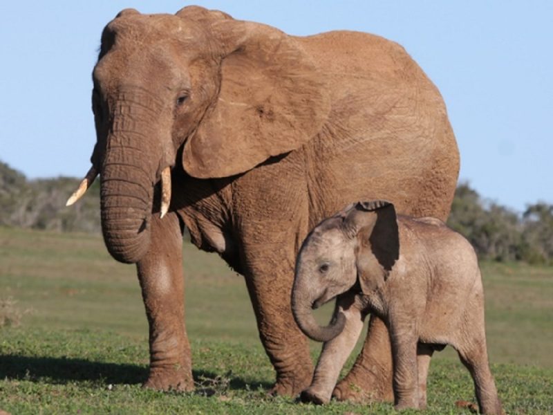 Elefanta e seu filhote vagam pela natureza 