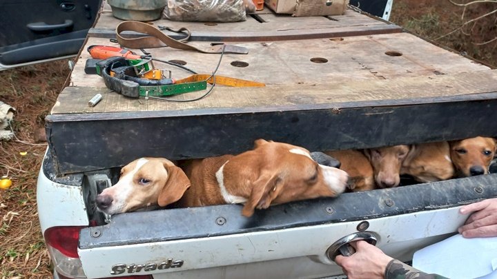 Os 10 cães estavam na caçamba de uma caminhonete localizada pela Polícia Militar Ambiental