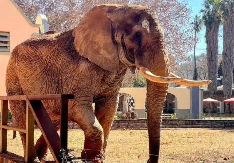 Charlie, elefante que vivia em zoológico na África do Sul, foi solto após 40 anos em cativeiro 