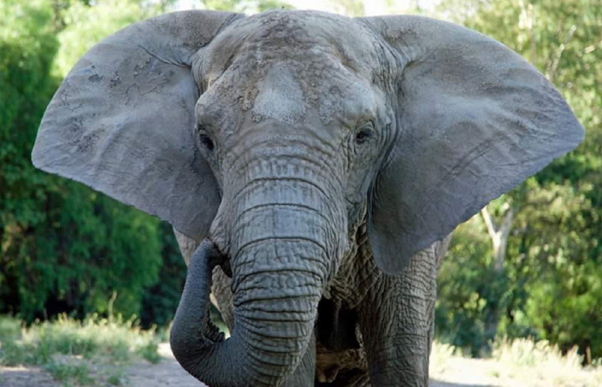 Dia do Elefante: conheça o maior mamífero terrestre do mundo