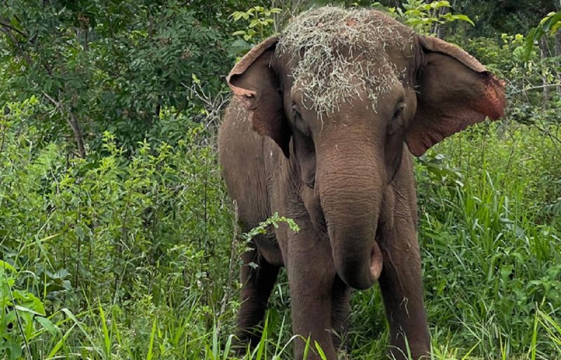 Elefante Asiático na natureza 