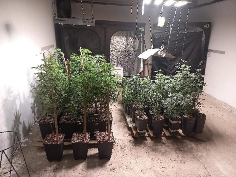 Plantação de maconha foi apreendida pela polícia 