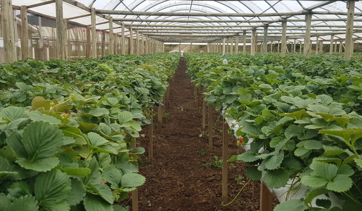 Cultivo controlado de morango em Águas Mornas, na Grande Florianópolis - Epagri/Divulgação/ND