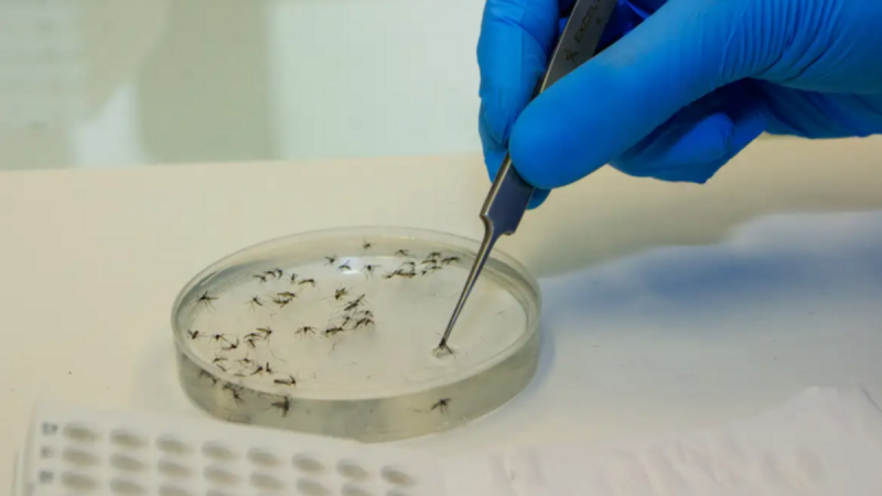 Febre Oropouche Imagem do mosquito que transmite a febre Oropouche