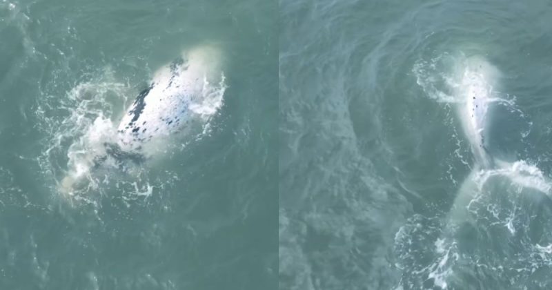 Registro de filhote de baleia-franca semi-albino foi realizado na manh&atilde; de ter&ccedil;a-feira (6) – Foto: Instituto Australis/Divulga&ccedil;&atilde;o/ND