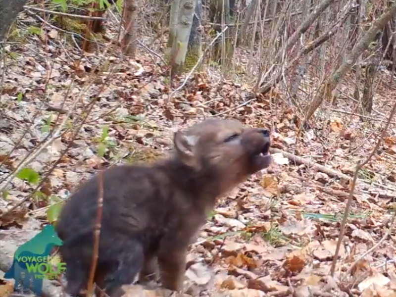 filhote de lobo aprende a uivar em floresta em minnesota, nos estados unidos