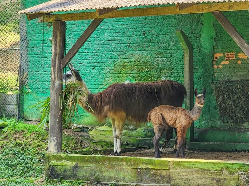 Mãe e filhote de lhama em recinto no Zoo de Brusque