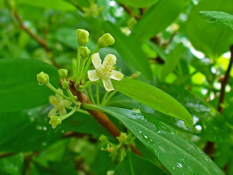 Planta Erythroxylum, de onde é extraída a cocaína 