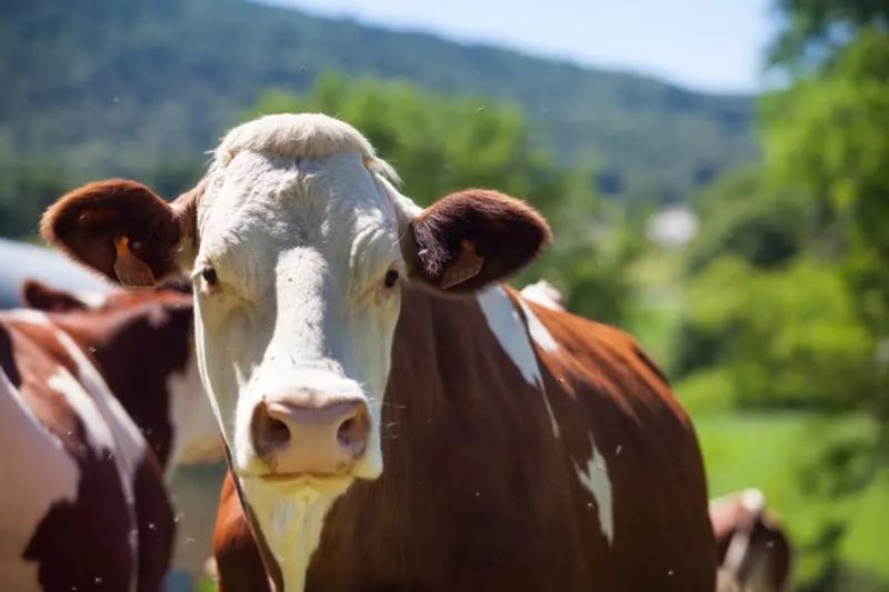 Furto de gado ocorreu em Celso Ramos, na Serra catarinense