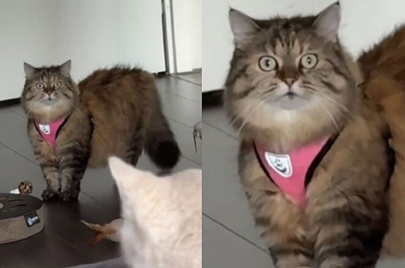 Pip ganhou o apelido de gata transtornada após viralizar e conhecer a irmã felina 