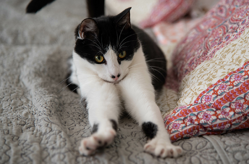 Gato pode ficar feliz com a presença de tutores e demonstra a partir de um ato curioso, o de amassar pão 