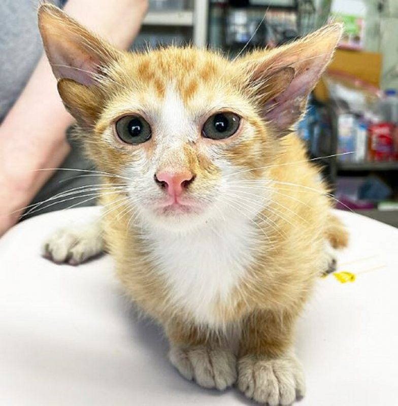 Gato raro com quatro orelhas foi resgatado nos EUA