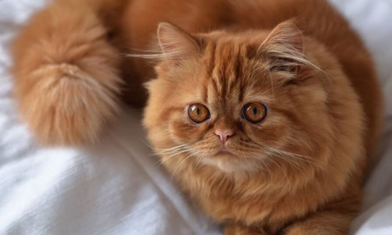 Bigode dos gatos brancos em um gato laranja