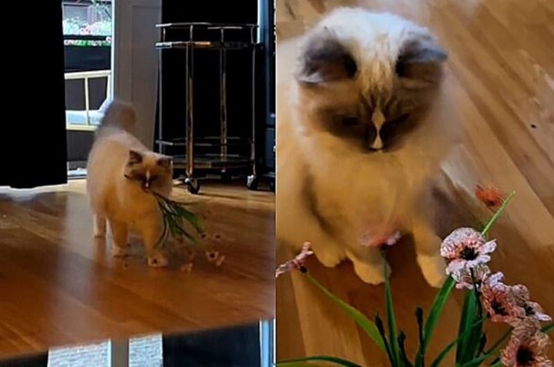 Gato romântico é flagrado com buque de flores para entregar para a tutora 