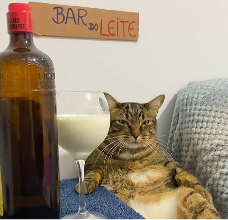 Gato sentado com taça de leite ao som de "só fé"