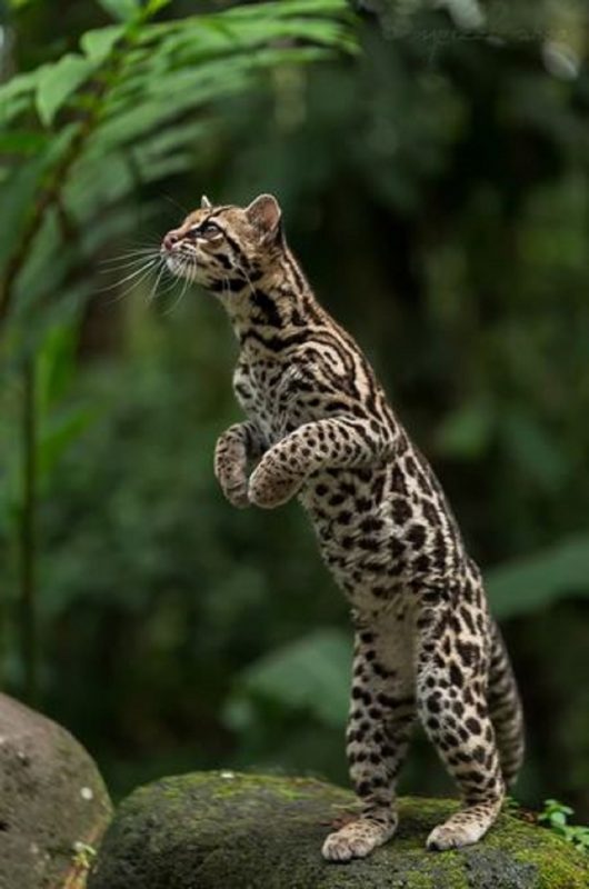 Gato-tigre sendo fotografado ficando somente nas patas traseiras