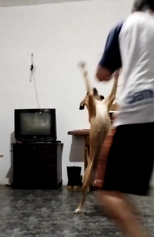 Tutor e cachorro caramelo lutam capoeira 