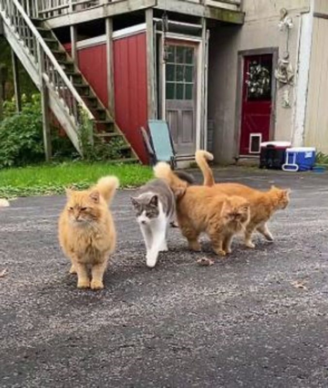 Propriedade que casal comprou tinha 16 gatos de brinde morando nela 